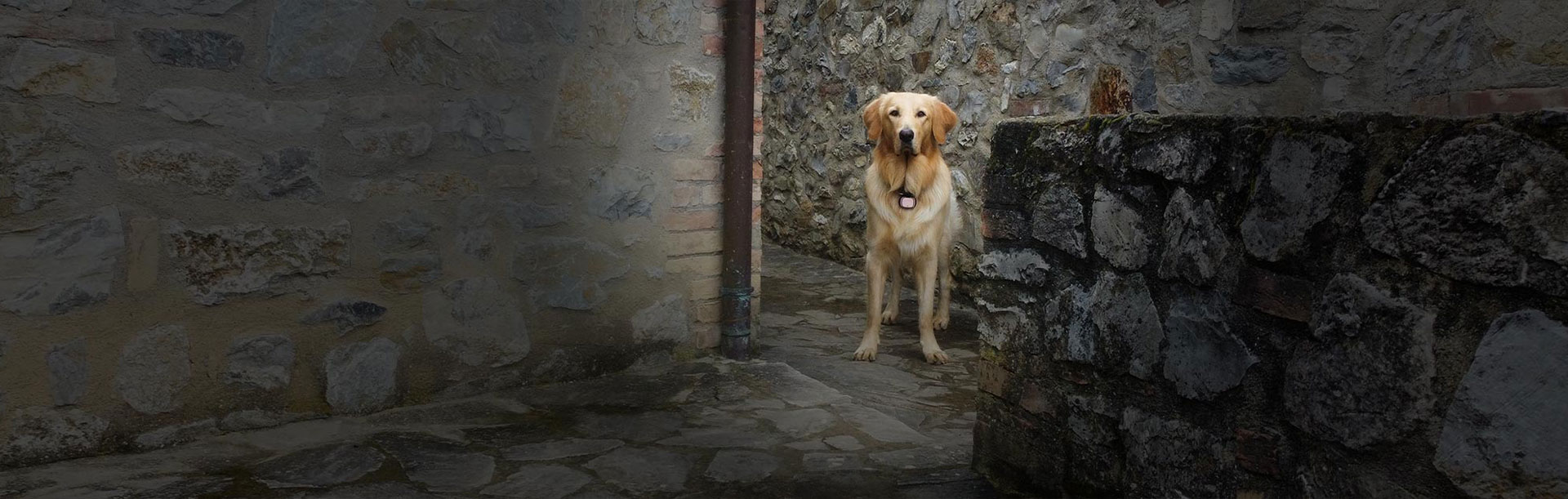 Da noi gli amici animali sono i benvenuti