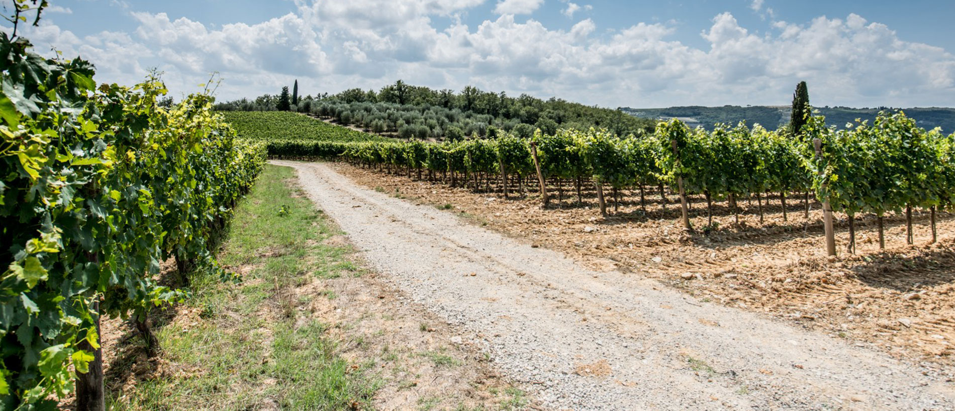 Azienda Agricola La Montanina